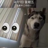 味道小葵花头像