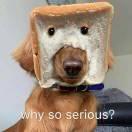 _小乌龟的个人资料头像