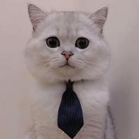 Mr.马头像