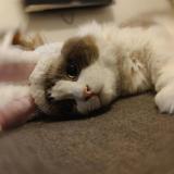 深蓝色De眼泪头像