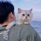 言而如歌的个人资料头像