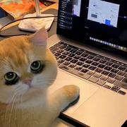 按时睡觉745的个人资料头像