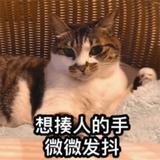 正大光明熊猫nv头像
