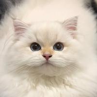 疯狂拍打猫屁屁头像