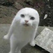 小王同志i的个人资料头像
