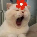 阿咩同学的个人资料头像