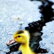 烛秋的个人资料头像