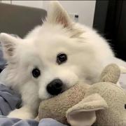 Api官方认证调用工程师的个人资料头像