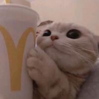 正直新民6Z8头像