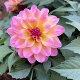 名字全被用没名可取头像