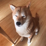 单手coding的个人资料头像