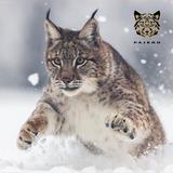 潇洒山猫PAJERO头像