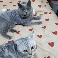 love恋银头像
