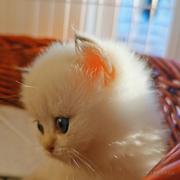 铲屎官Nico的个人资料头像