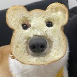 z这人真有趣头像