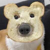 z这人真有趣头像