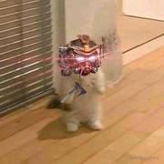 孤独的旅人的个人资料头像