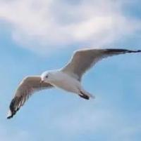 永永远远的过客头像