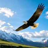 大鸟飞世界头像