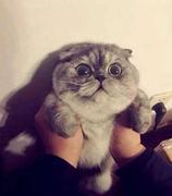 _Nonnull的个人资料头像