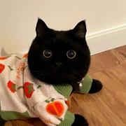 Ryan183的个人资料头像