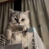 源木良音头像