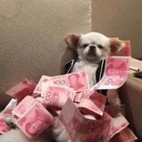 用户619202280286头像