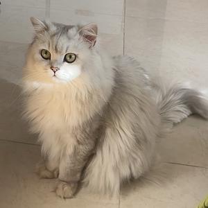 小王就不听话头像