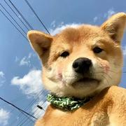 ZG265的个人资料头像