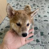 笨蛋你啊是头像