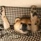 豪森布鲁斯王的个人资料头像