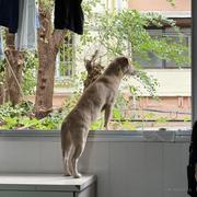 小西西的铲屎官的个人资料头像