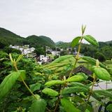 苏某某285头像