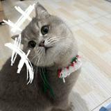 无双百灵鸟req头像