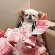 源码单出吗的个人资料头像
