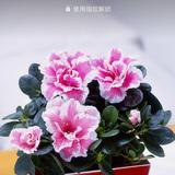 丫子631头像
