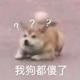 淋雨的土拨鼠头像