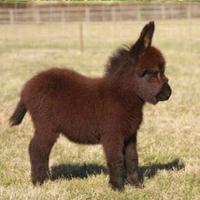 聪明的大嘴花花头像