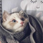 七十二只猴子的个人资料头像