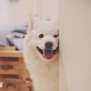 蓝天苍猫的个人资料头像