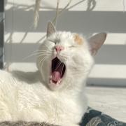 N0ts的个人资料头像