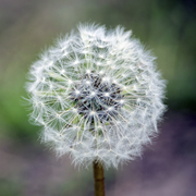 叶_落的个人资料头像