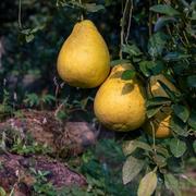 阿呆呆阿的个人资料头像