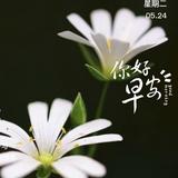 坦荡的星星Z5头像