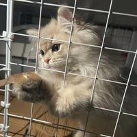 正能量橘子rC4头像