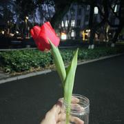 一支郁金香的个人资料头像