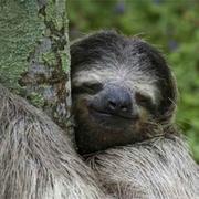 slo的个人资料头像