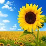 小太阳747的个人资料头像