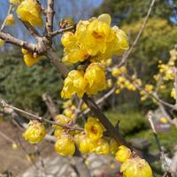 上海的黄昏头像