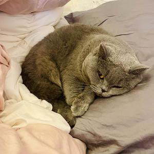 胖兔叨叨叨头像